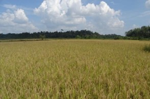 AHRS_Ponnampet_4