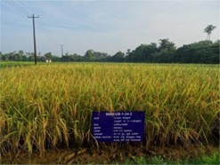 ZAHRS_Brahmavar_4