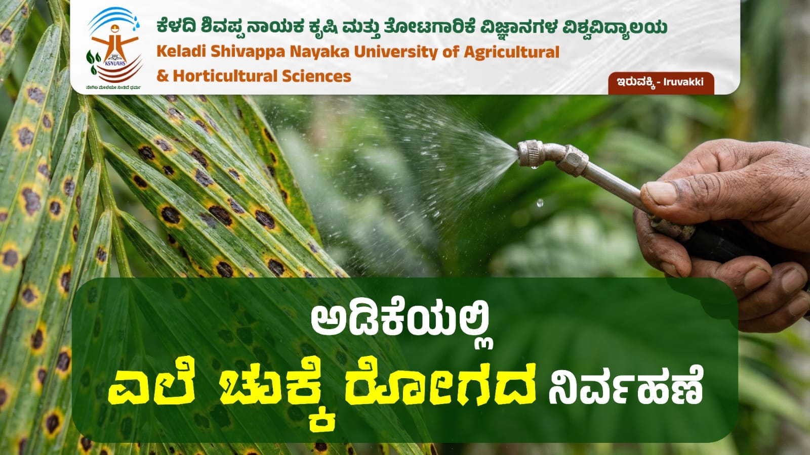 ಅಡಿಕೆಯಲ್ಲಿ ಎಲೆಚುಕ್ಕೆ ರೋಗದ ನಿರ್ವಹಣೆ