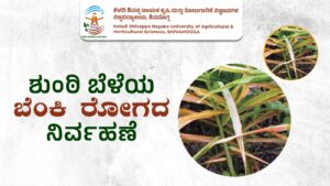 Ginger crop leaves affected by disease with yellowing and drying symptoms in agricultural field