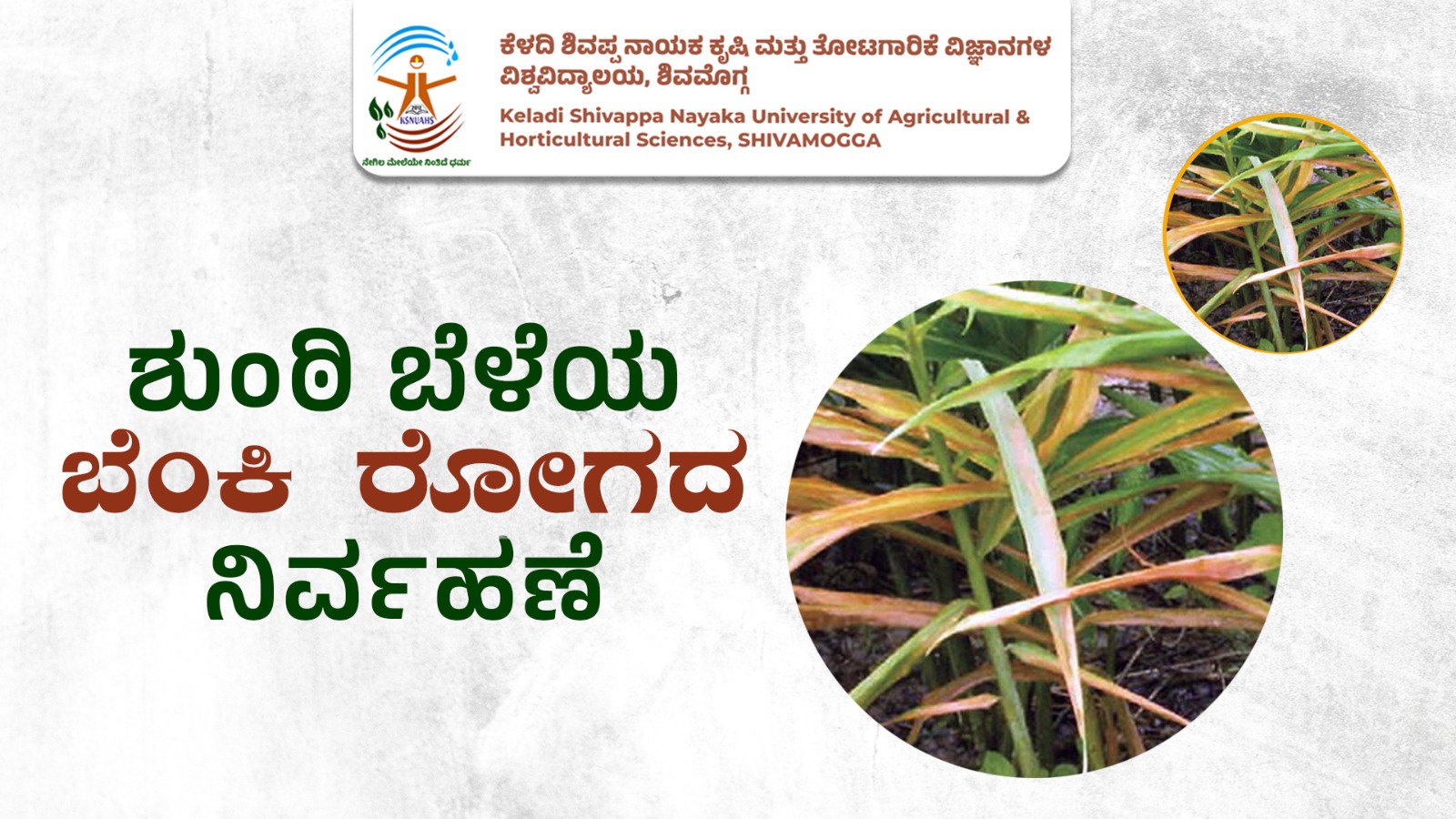 Ginger crop leaves affected by disease with yellowing and drying symptoms in agricultural field