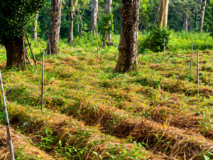 Ginger crop cultivation with straw mulching under trees showing organic farming and leaf blight disease management