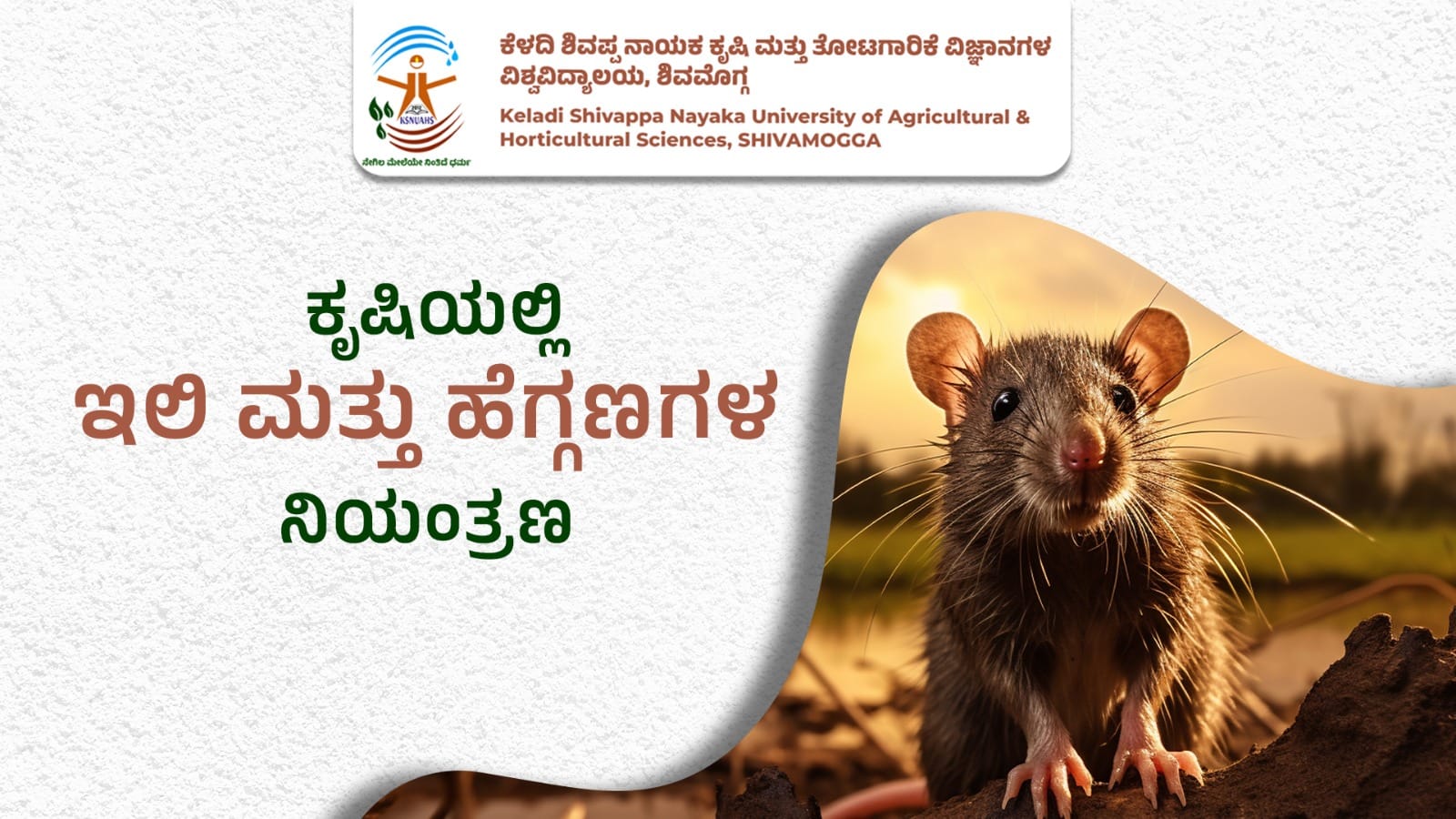 Rat and bandicoot control methods used in agricultural fields
