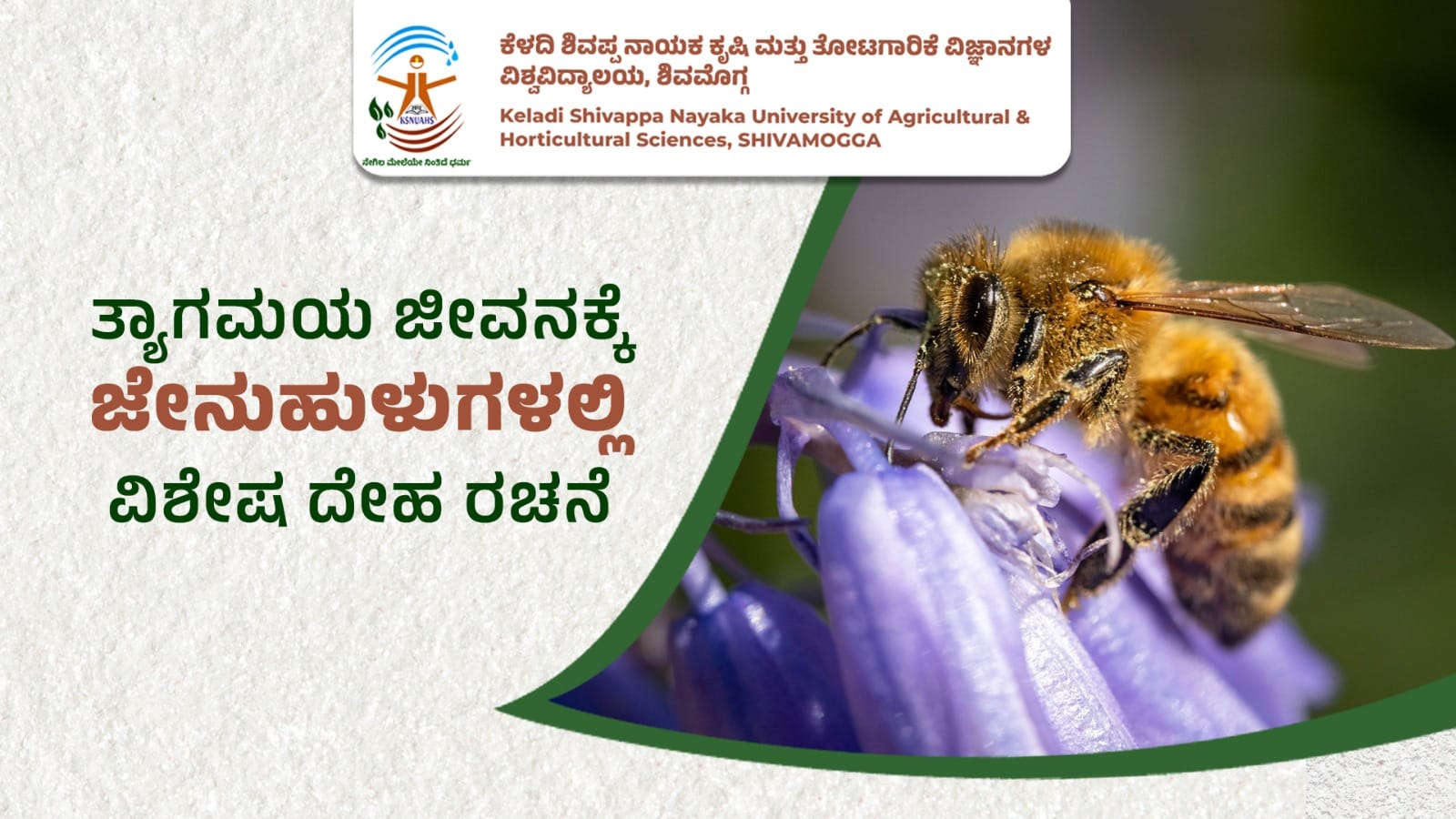Honey bee anatomy showing specialized body structure for productivity