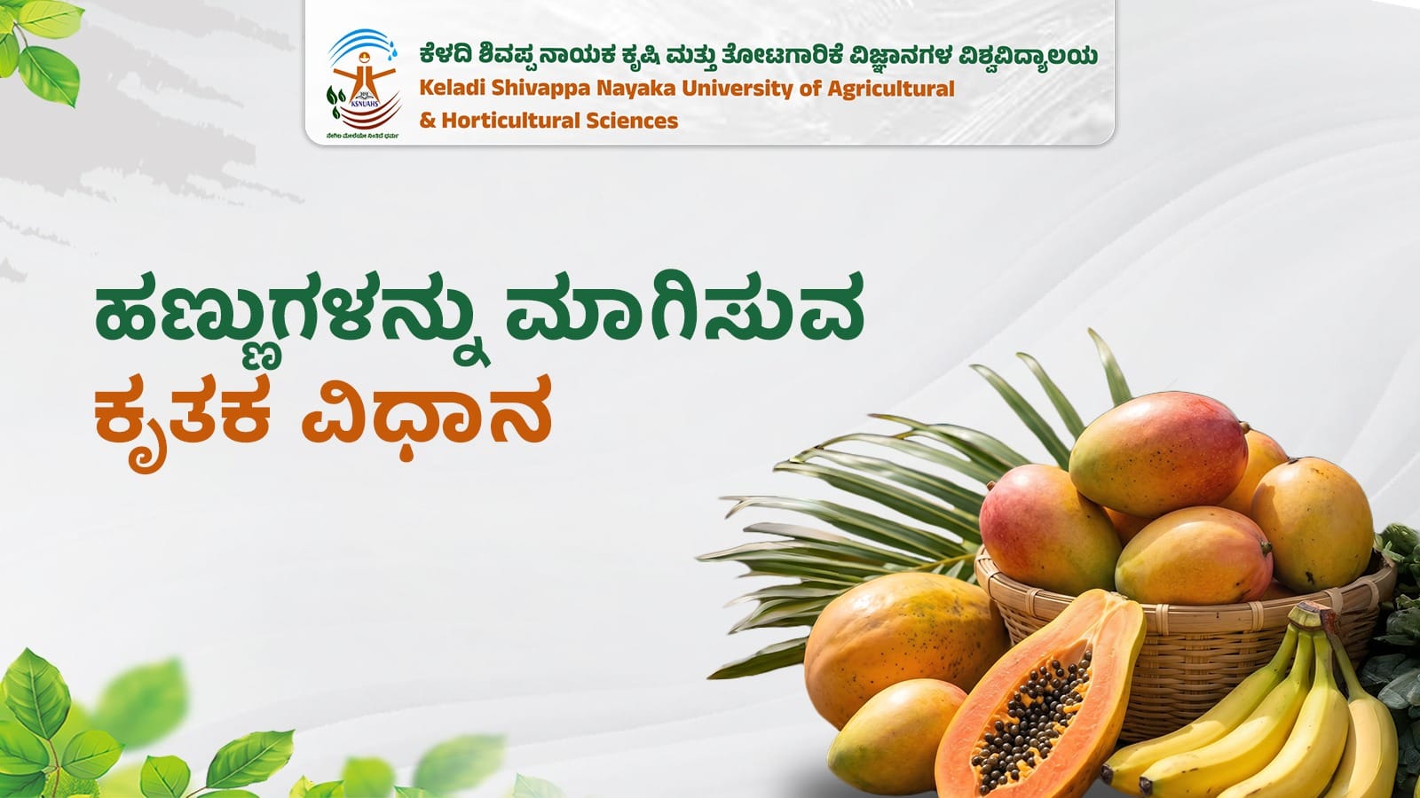 Fruits undergoing artificial ripening using controlled methods