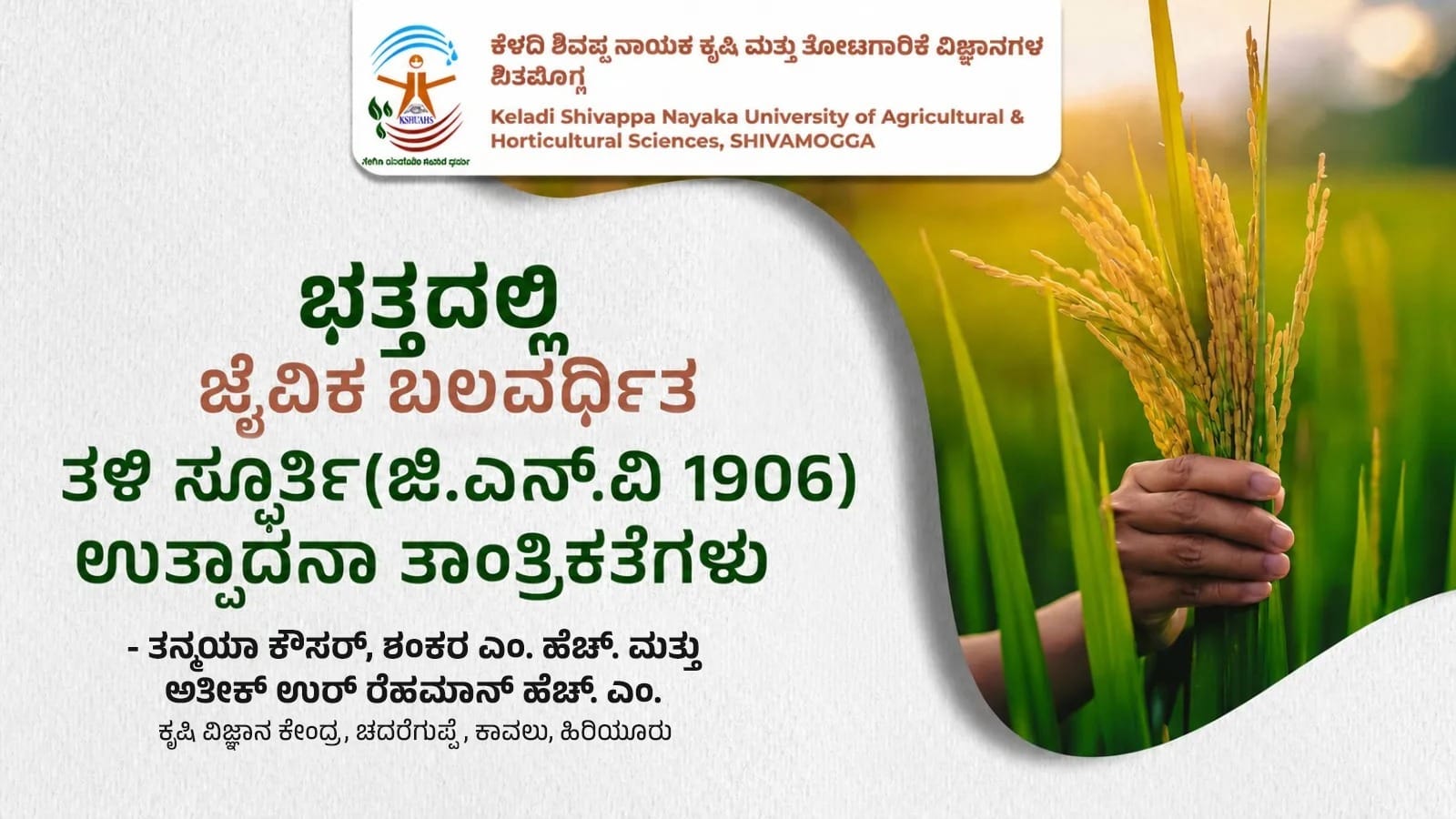 Biofortified Spurthi rice variety cultivated using advanced farming practices