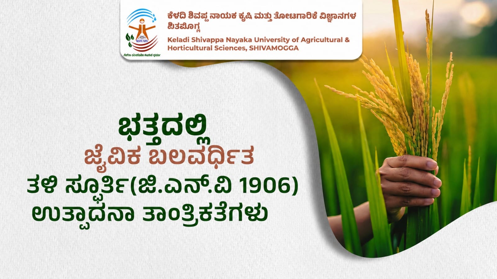 Biofortified Spurthi rice variety cultivated using advanced farming practices