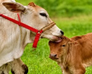 Cow and calf representing scientific livestock farming and awareness against superstitions in animal husbandry.
