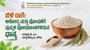 White finger millet grains rich in nutrients and health benefits