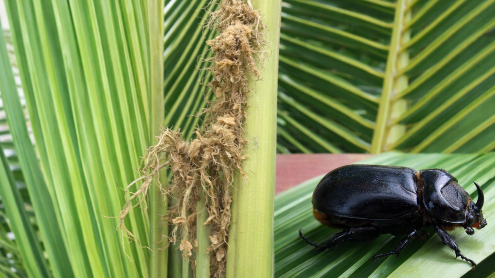 Coconut palm damage by rhinoceros beetle