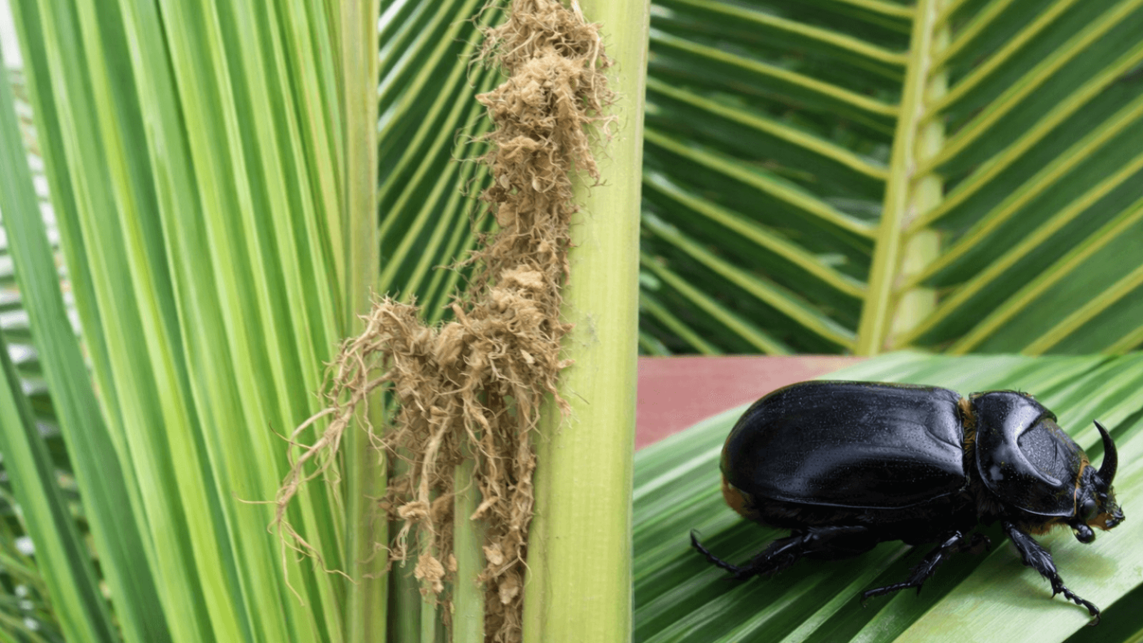 Coconut palm damage by rhinoceros beetle