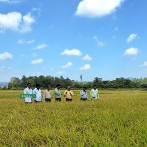 Breeder seed monitoring of Paddy variety KHP-11 at ZAHRS Mudigere during Kharif-2025