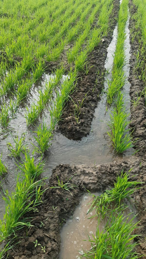 agriculture