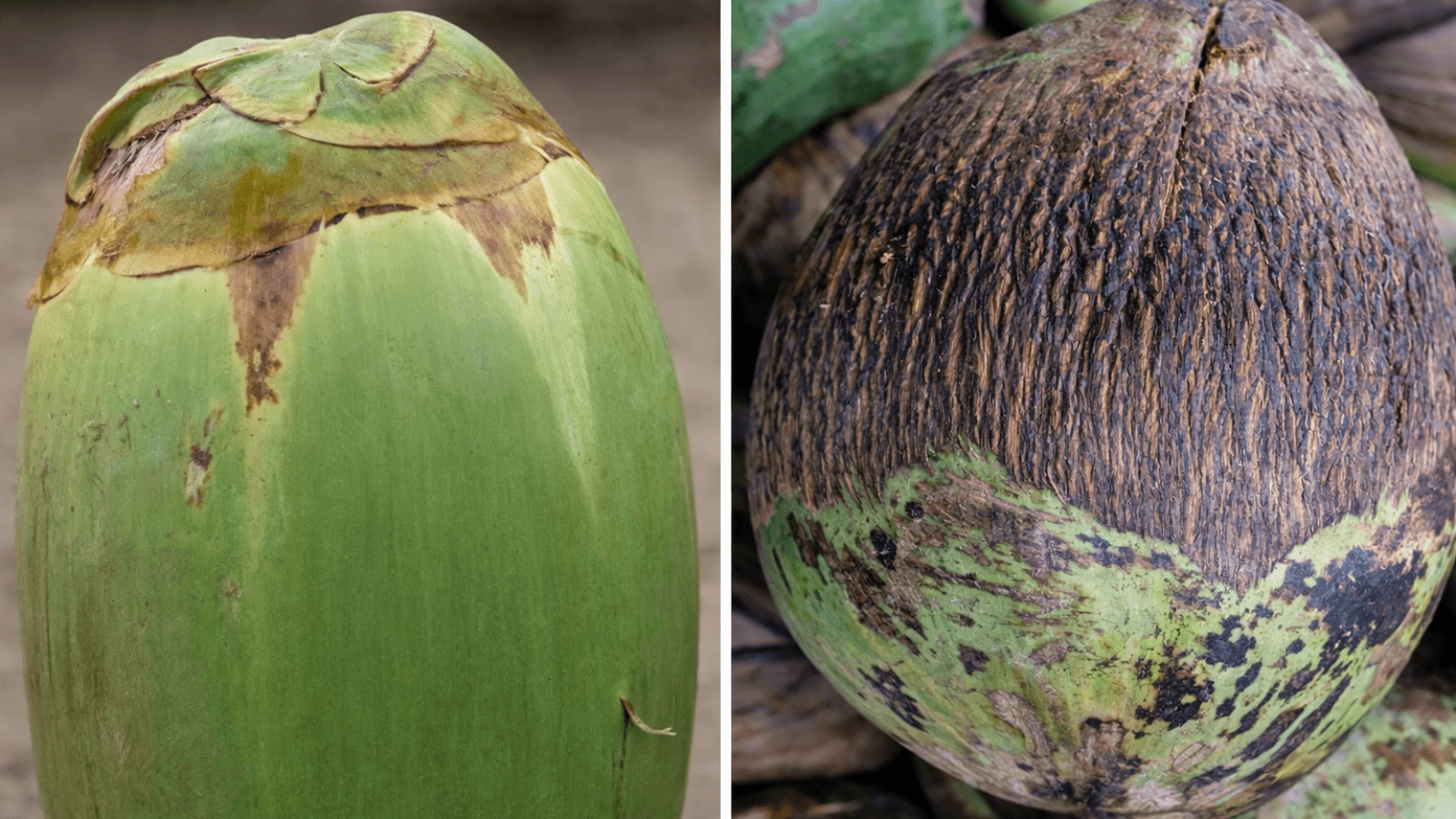 coconut