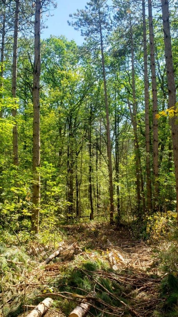 forestry